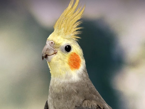 Sultan Papağanı özellikleri